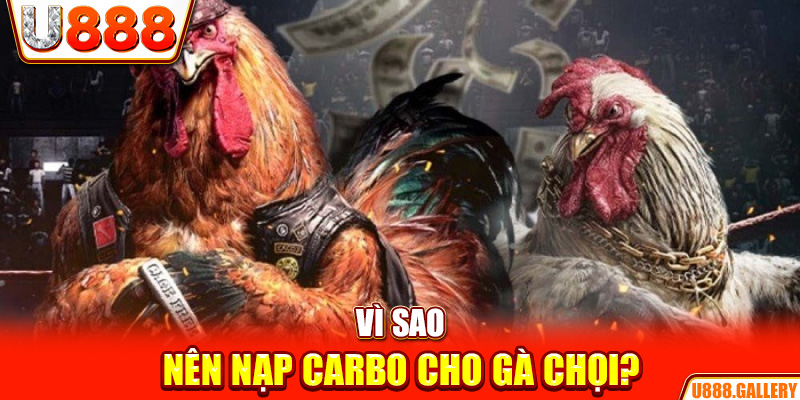 Vì sao nên nạp carbo cho gà chọi?