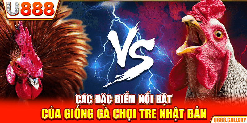 Các đặc điểm nổi bật của giống gà chọi tre Nhật Bản