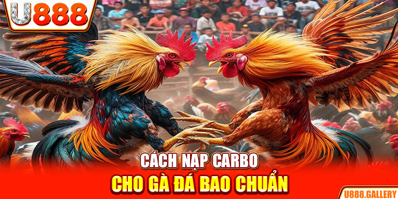 Cách nạp carbo cho gà đá bao chuẩn