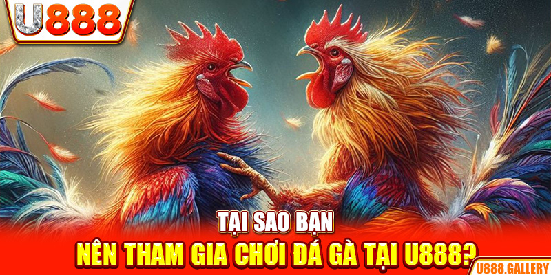 Tại sao bạn nên tham gia chơi đá gà tại U888?