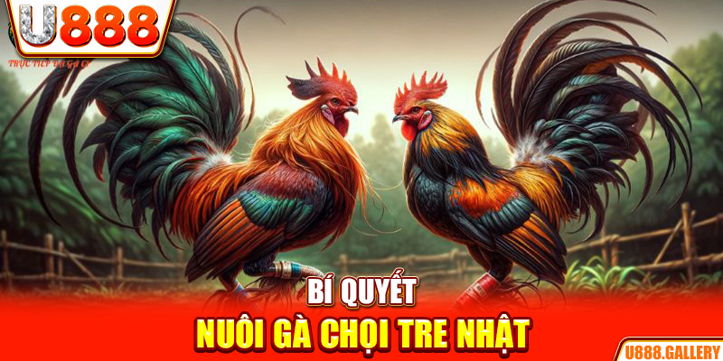 Bí quyết nuôi gà chọi tre Nhật