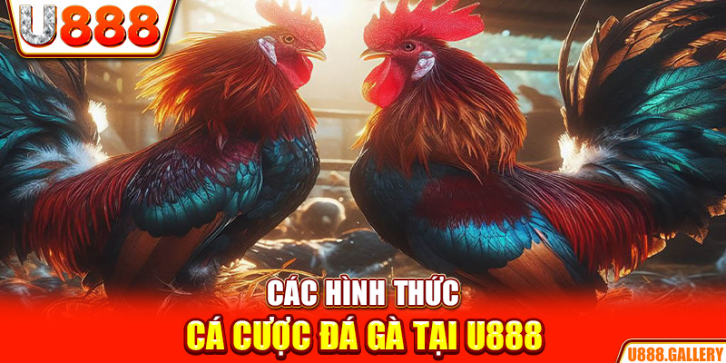 Các hình thức cá cược đá gà tại U888